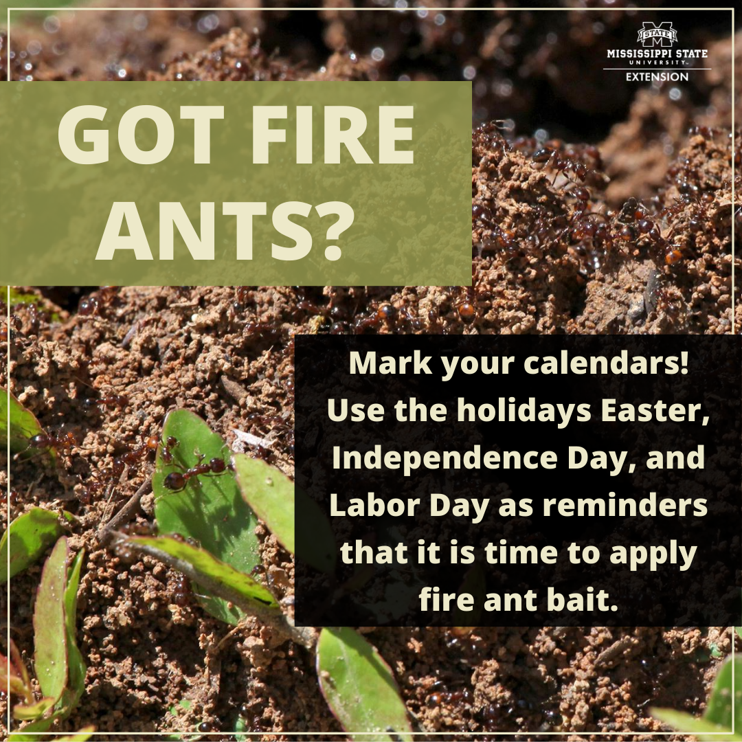 Got fire ants? Mark your calendars! Use the holidays Easter, Independence Day, and Labor Day as reminders that is is time to apply fire ant bait.